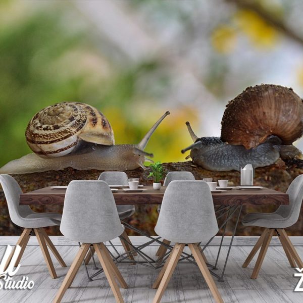 Foto tapeta puževi - Tapete za zid Životinje