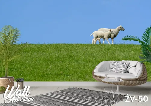 Foto tapeta ovce 1 - Tapete za zid Životinje