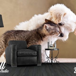 Foto tapeta mačka i pas - Tapete za zid Životinje